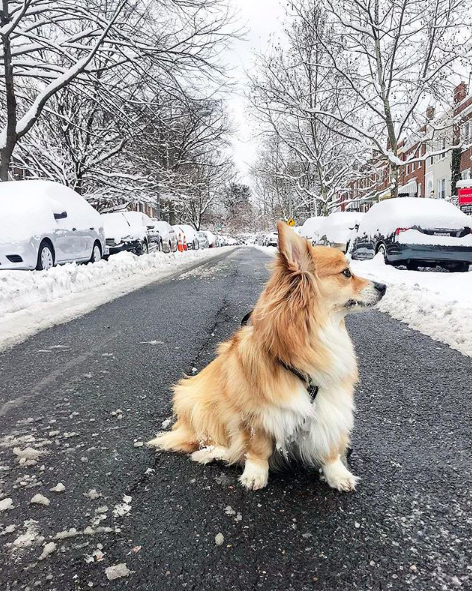 This teacher's dog has more Instagram followers than you